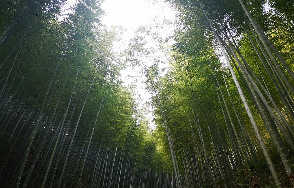 常州溧阳南山竹海
